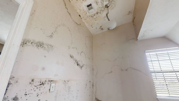 Best Flood Damage  in Ogden, UT