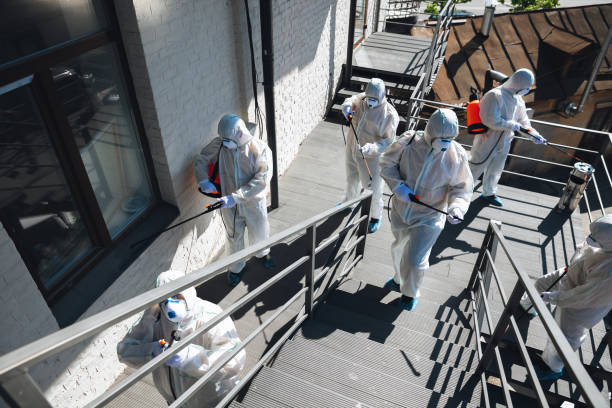 Best Basement Mold Removal  in Ogden, UT