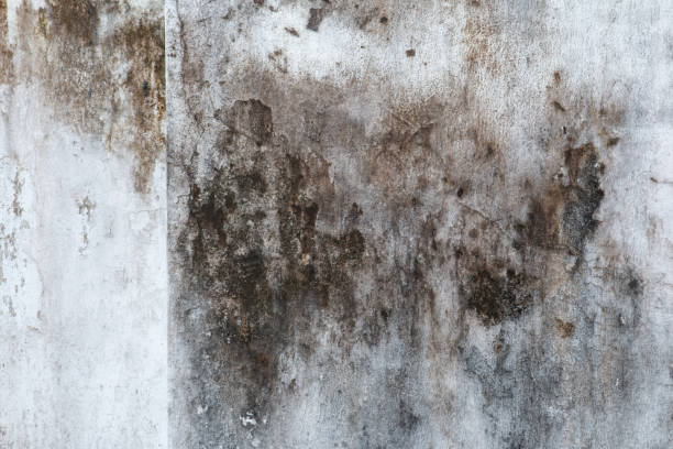 Best Mold-Related Health Consultation  in Ogden, UT