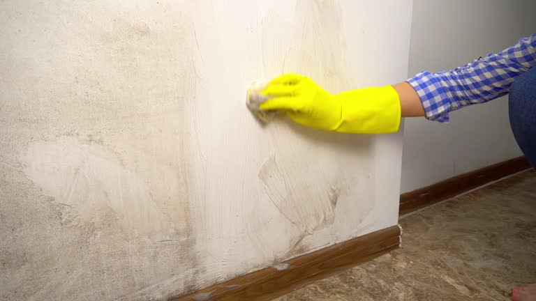 Best Attic Mold Removal  in Ogden, UT