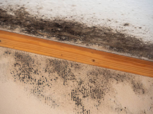 Best Basement Mold Removal  in Ogden, UT