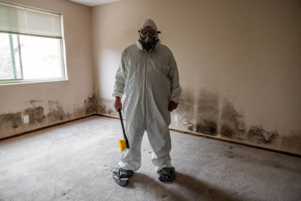 Best Black Mold Removal  in Ogden, UT