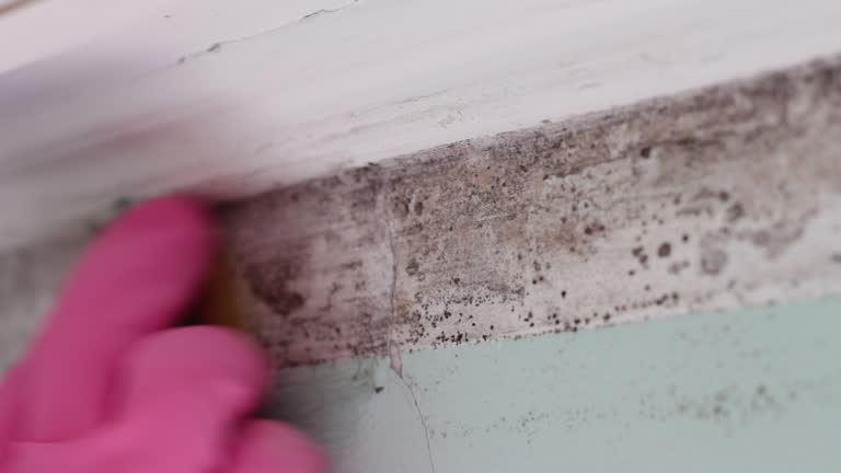 Professional Mold Removal in Ogden, UT